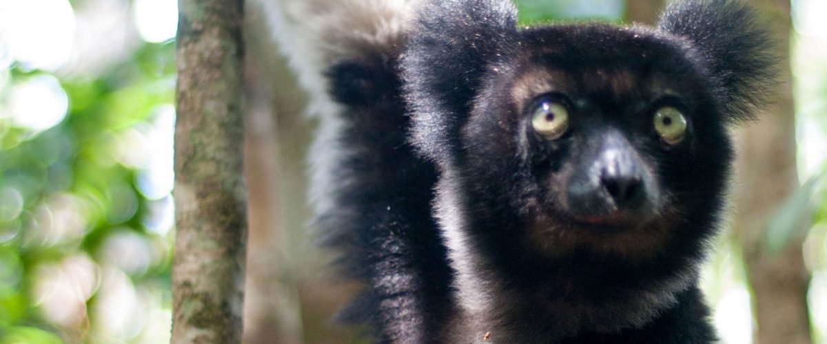 Lemurenart Indri