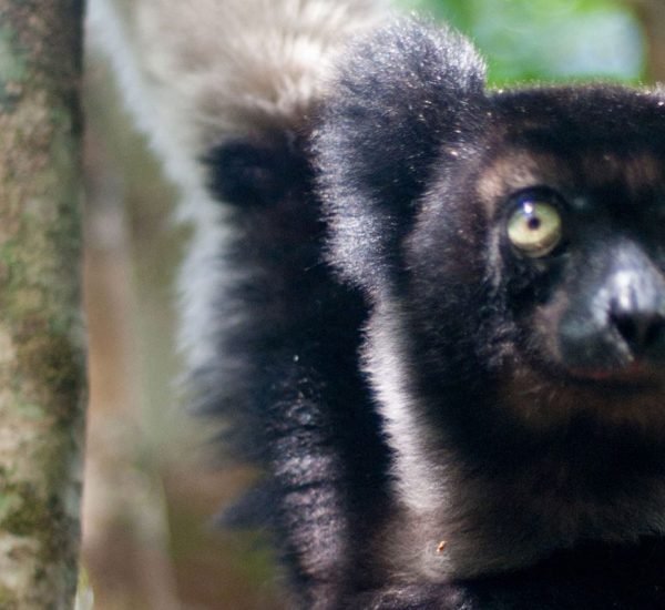 Lemurenart Indri