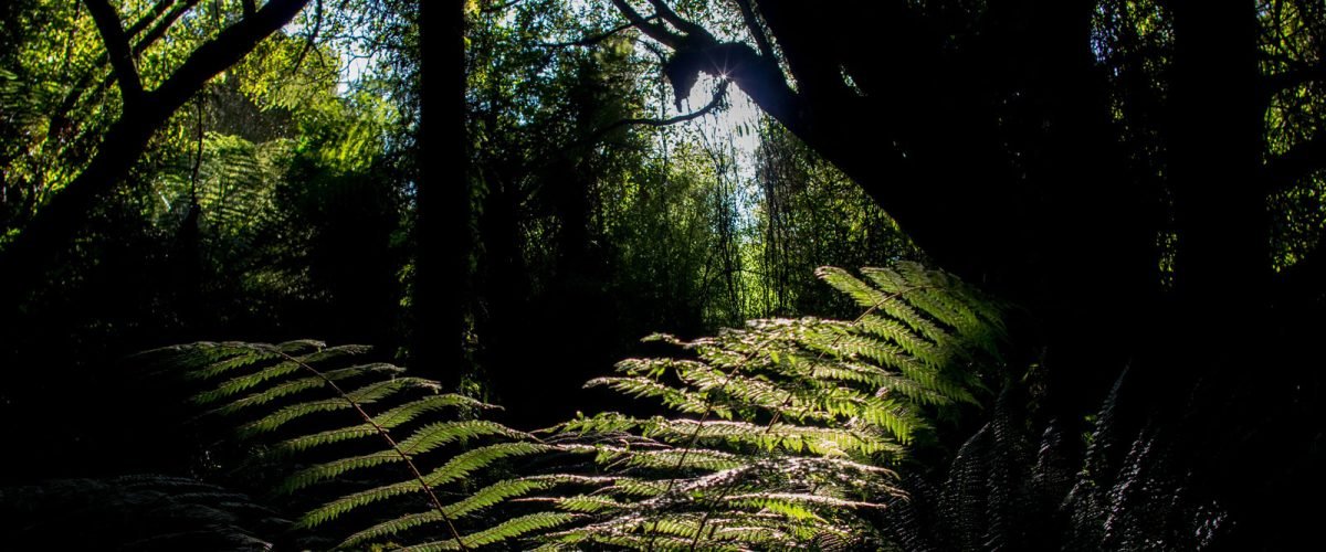 Farnwedel im Gegenlicht im Regenwald auf Neuseeland