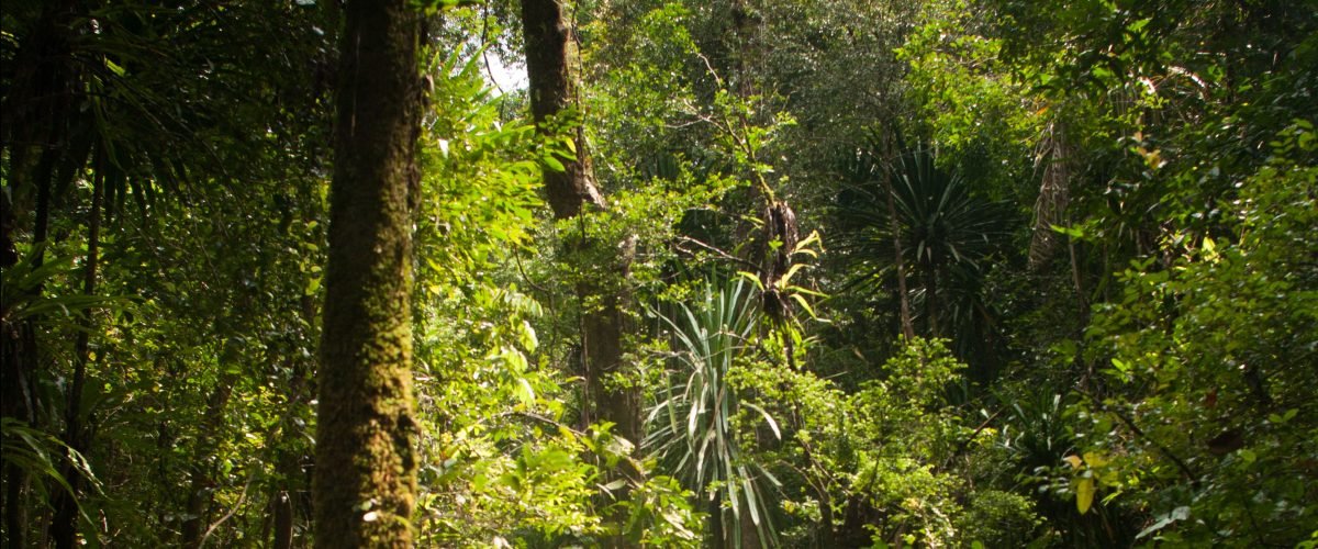 dichtewachsener grüner Regenwald auf Masoala