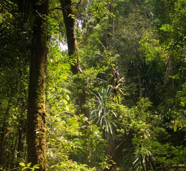 dichtewachsener grüner Regenwald auf Masoala