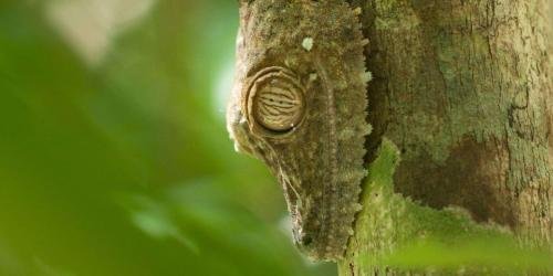 Ein Blattschwanzgecko sitzt mit dem Kopf nach unten auf einem Baustamm. Farblich ist der braune Gecko kaum vom braunen Baumstamm zu unterscheiden