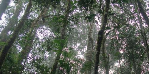 Nebel hängt zwischen den Bäumen im Wald auf Borneo