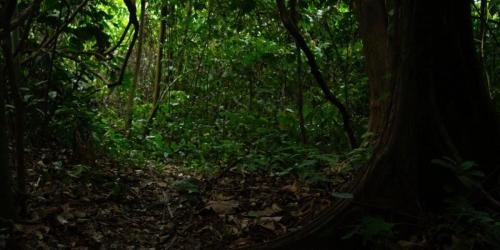 im Regenwald auf Borneo ist es im Wald dunkel, wenig Licht dringt zum Waldboden durch