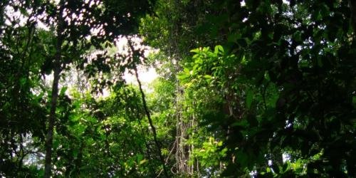 Blick in die Baumriesen auf Borneo