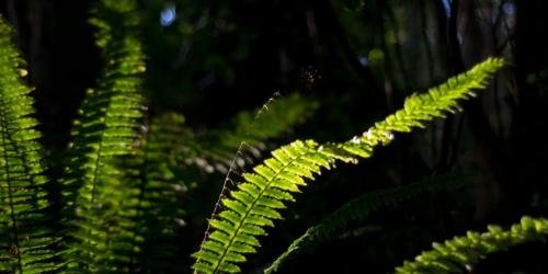 Farnblätter im Licht im Regenwald auf Neuseeland