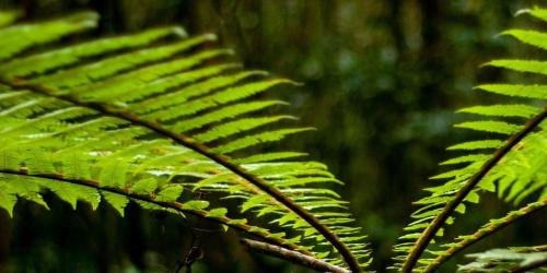 grüne Farnwedel im Regenwald